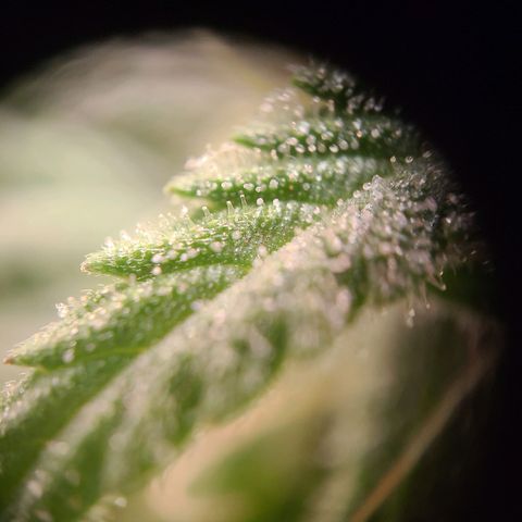 Aki  Bloom growlog timeline photo