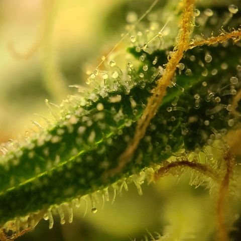 Aki  Bloom growlog timeline photo