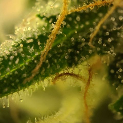 Aki  Bloom growlog timeline photo