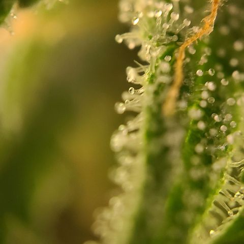 Aki  Bloom growlog timeline photo