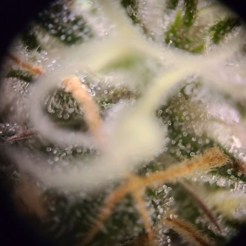 Aki  Bloom growlog timeline photo