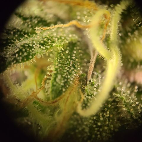 Aki  Bloom growlog timeline photo