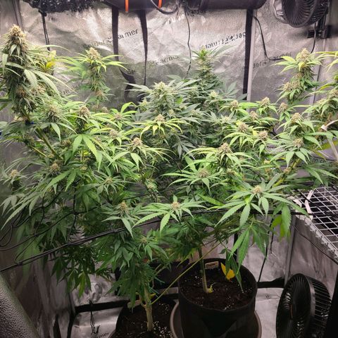 Aki  Bloom growlog timeline photo