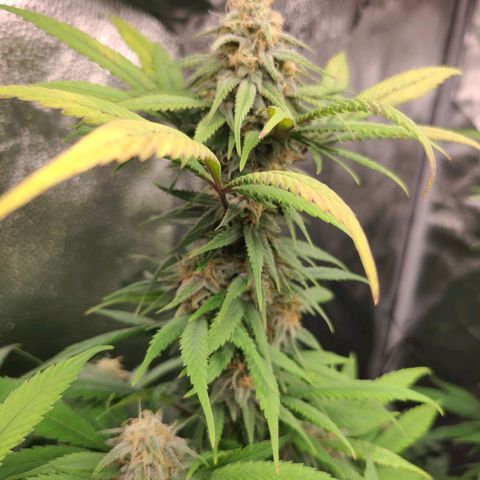 Aki  Bloom growlog timeline photo