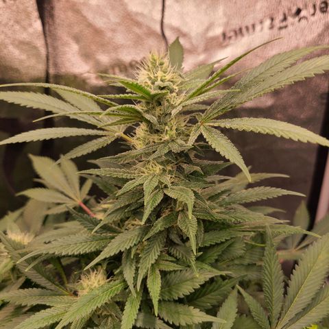 Aki  Bloom growlog timeline photo