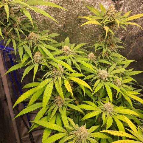 Aki  Bloom growlog timeline photo