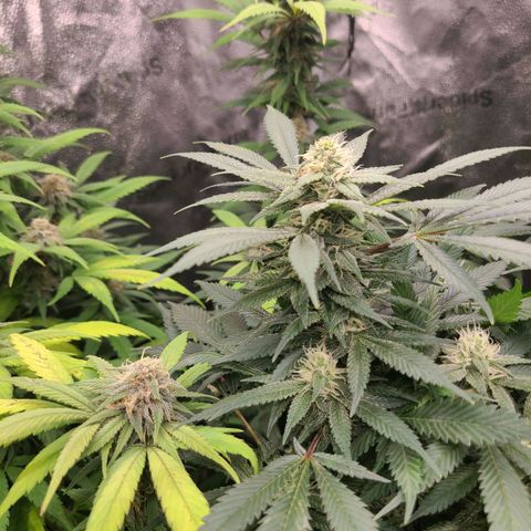 Aki  Bloom growlog timeline photo