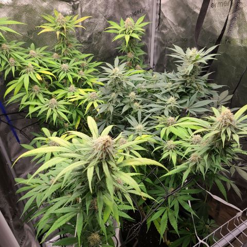Aki  Bloom growlog timeline photo