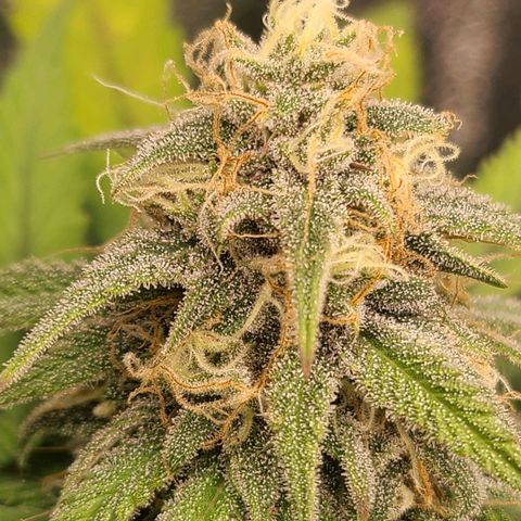 Aki  Bloom growlog timeline photo