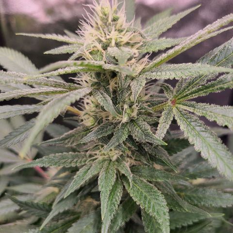 Aki  Bloom growlog timeline photo