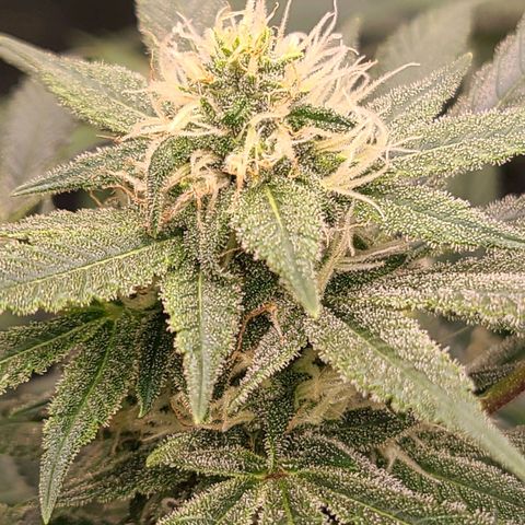 Aki  Bloom growlog timeline photo