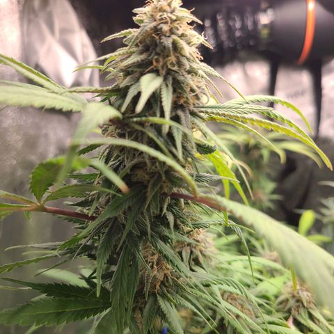Aki  Bloom growlog timeline photo
