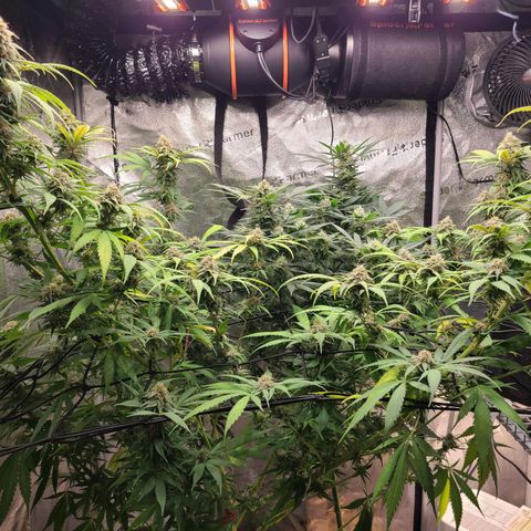 Aki  Bloom growlog timeline photo