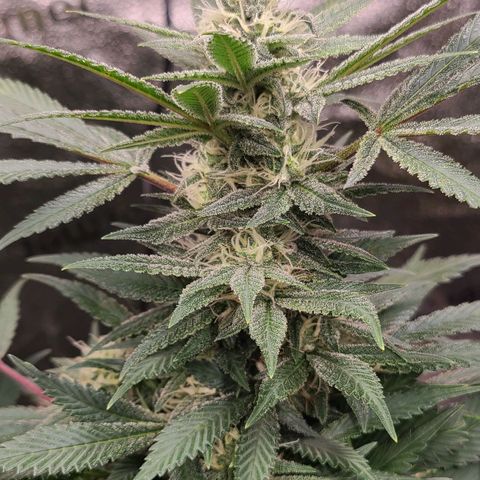 Aki  Bloom growlog timeline photo