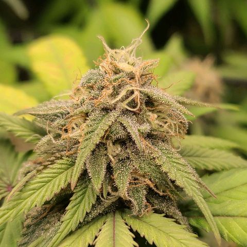 Aki  Bloom growlog timeline photo