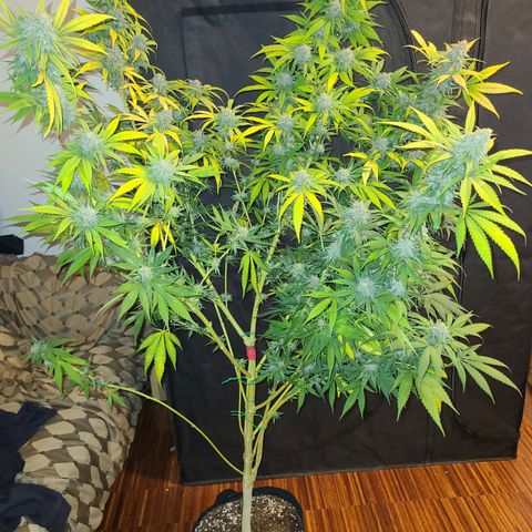 Aki  Bloom growlog timeline photo