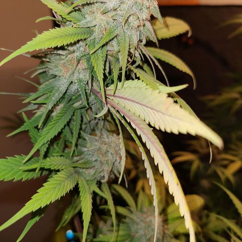 Aki  Bloom growlog timeline photo