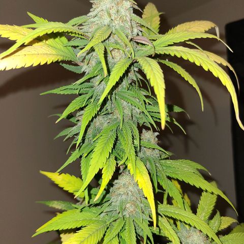 Aki  Bloom growlog timeline photo