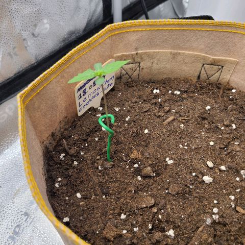 Lemon Cherry cookies Auto growlog timeline photo