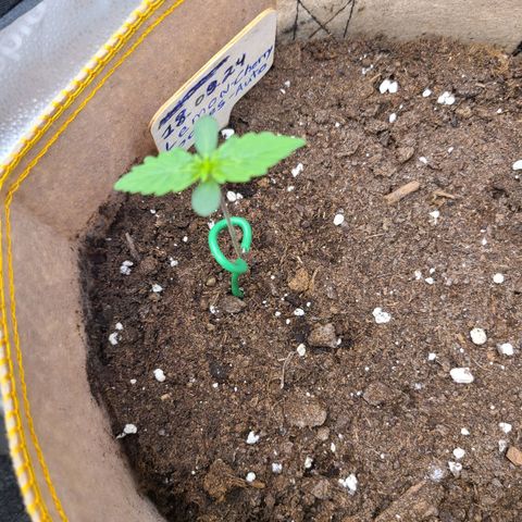 Lemon Cherry cookies Auto growlog timeline photo
