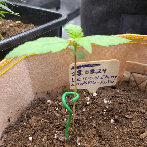 Lemon Cherry cookies Auto growlog timeline photo