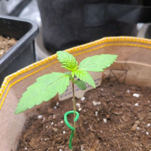 Lemon Cherry cookies Auto growlog timeline photo