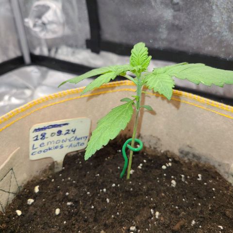 Lemon Cherry cookies Auto growlog timeline photo