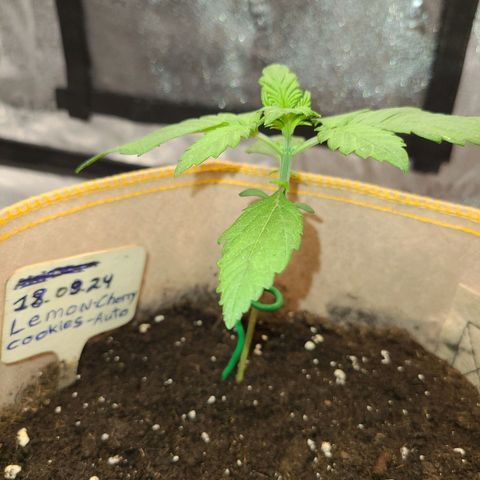 Lemon Cherry cookies Auto growlog timeline photo