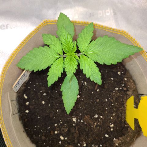 Lemon Cherry cookies Auto growlog timeline photo