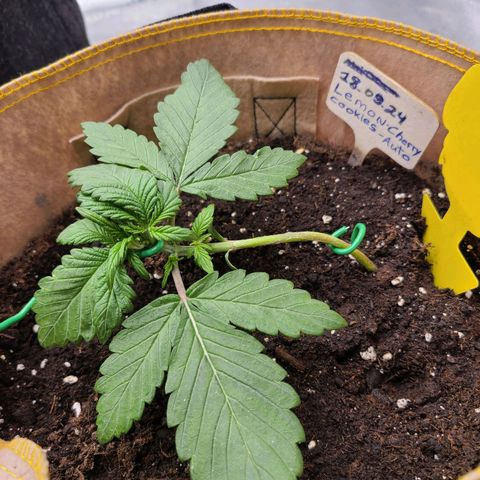 Lemon Cherry cookies Auto growlog timeline photo