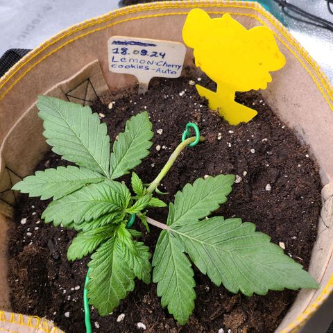 Lemon Cherry cookies Auto growlog timeline photo