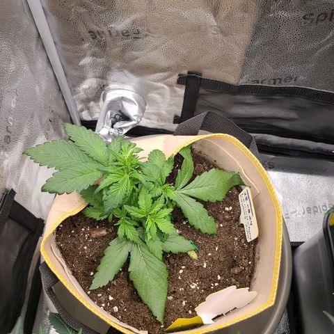 Lemon Cherry cookies Auto growlog timeline photo