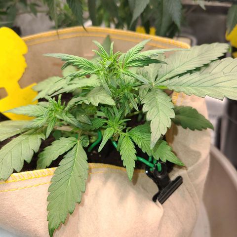 Lemon Cherry cookies Auto growlog timeline photo