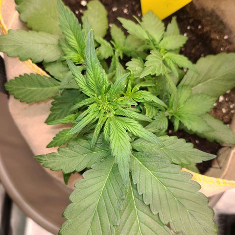 Lemon Cherry cookies Auto growlog timeline photo