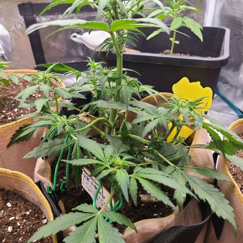 Lemon Cherry cookies Auto growlog timeline photo