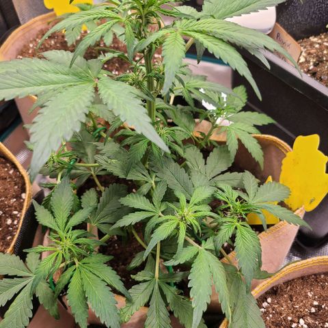 Lemon Cherry cookies Auto growlog timeline photo