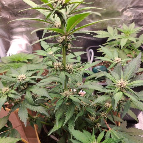 Lemon Cherry cookies Auto growlog timeline photo