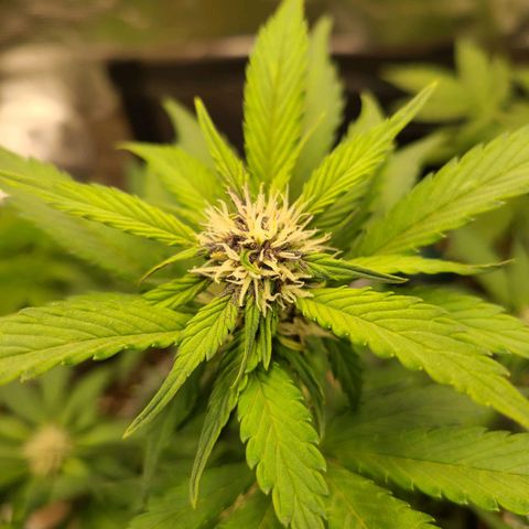 Lemon Cherry cookies Auto growlog timeline photo