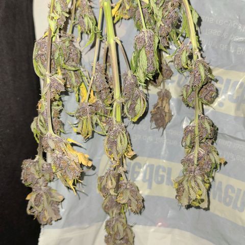 Lemon Cherry cookies Auto growlog timeline photo