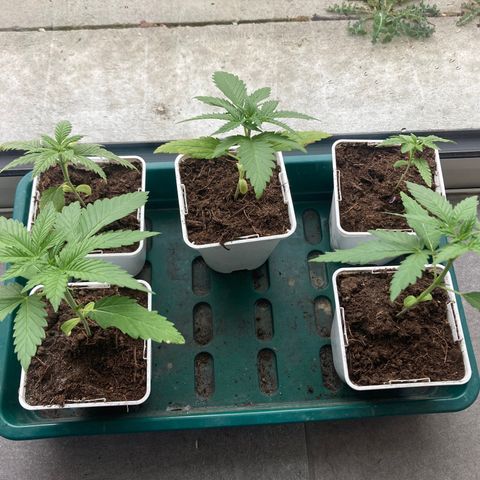 White Widow féminisée growlog timeline photo