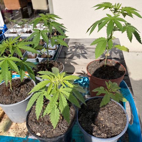 White Widow féminisée growlog timeline photo