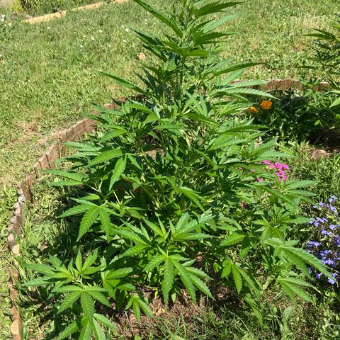White Widow féminisée growlog photo: 80-85 cm