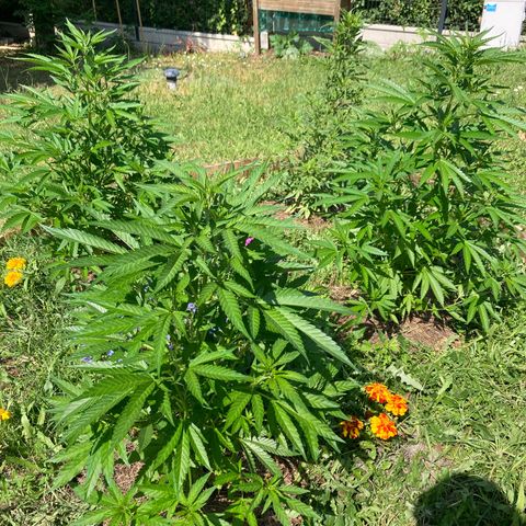 White Widow féminisée growlog photo: 80-85 cm