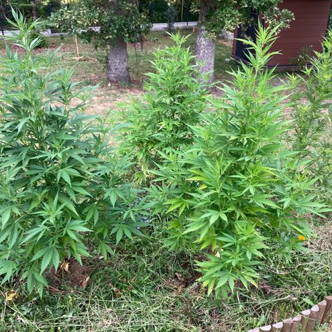 White Widow féminisée growlog timeline photo