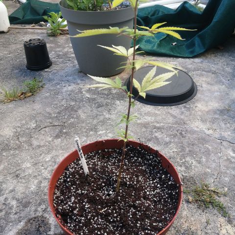 Grenadella growlog photo: Plant has been transplanted and is looking happy