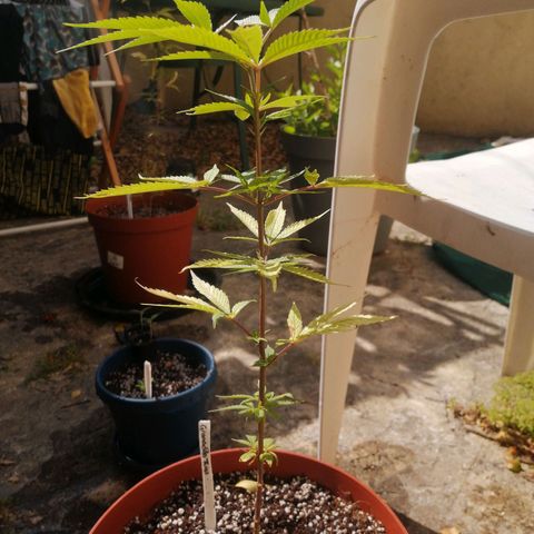 Grenadella growlog timeline photo