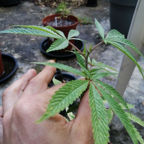Grenadella growlog photo: Also starting to split 