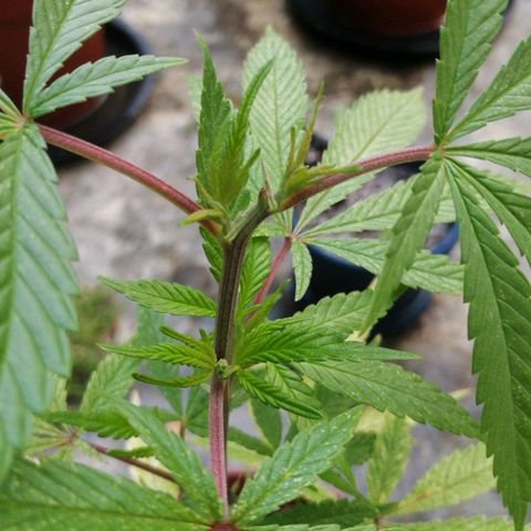 Grenadella growlog photo: First pinch beginning to branch out
