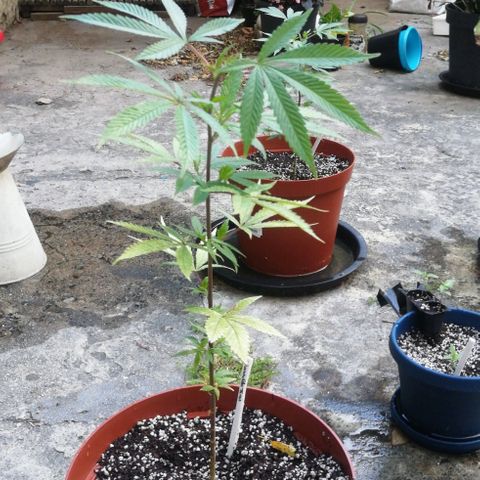 Grenadella growlog timeline photo