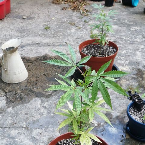 Grenadella growlog timeline photo